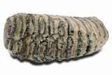 Southern Mammoth Upper M Molar - Hungary #357048-4